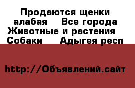 Продаются щенки алабая  - Все города Животные и растения » Собаки   . Адыгея респ.